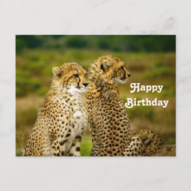 Carte Postale Photo de guépard sauvage pour anniversaire (Devant)