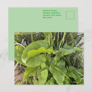 Carte Postale Photo de jardin de cour extérieure rapprochée de l