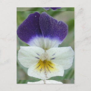 Carte Postale Photo de Johnny Jump-up Flower Pic