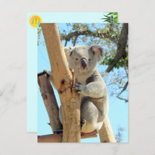 Carte Postale Photo de Koala - Australian Wildlife Photography