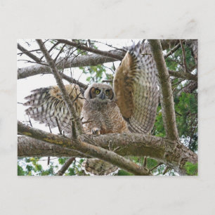 Carte Postale Photo de la chouette du bébé