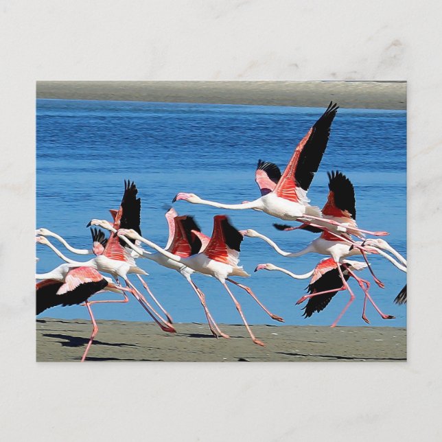Carte Postale Photo de la faune de Flamant rose Pink Flight (Devant)
