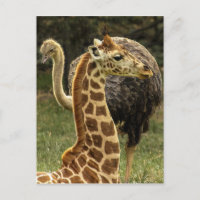Photo de la faune de Giraffe et d'Ostrich