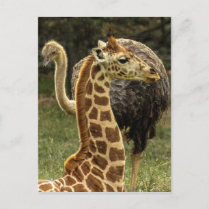 Carte Postale Photo de la faune de Giraffe et d'Ostrich