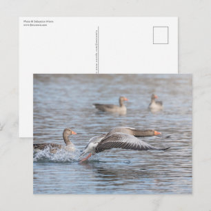 Carte Postale Photo de la faune des oies