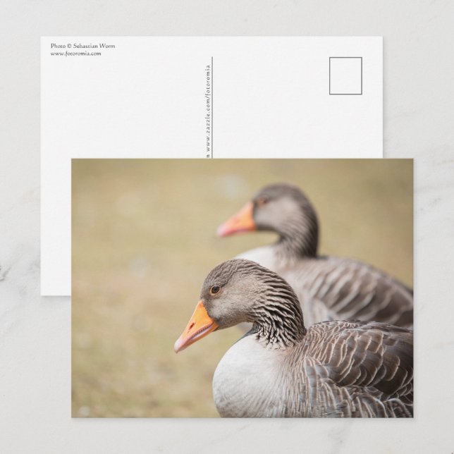 Carte Postale Photo de la faune des oies (Devant / Derrière)