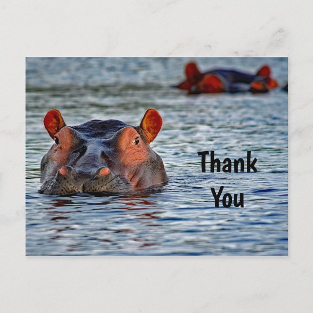 Carte Postale Photo de la faune hippopotame eau Merci (Devant)