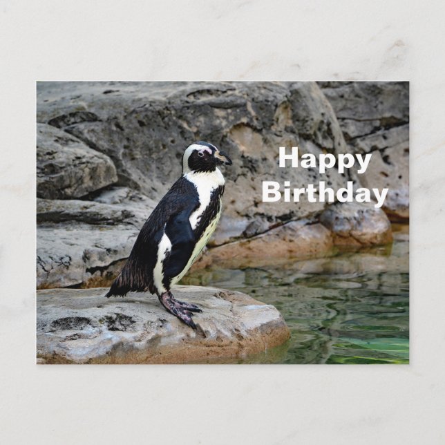 Carte Postale Photo de la faune Penguin Anniversaire (Devant)