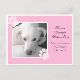 Carte Postale Photo de la Fête des Mères Rose de Chien blanc mig