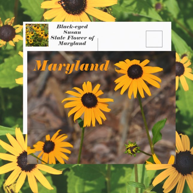 Carte Postale Photo de la fleur de l'État du Maryland Black-eyed (Créateur téléchargé)