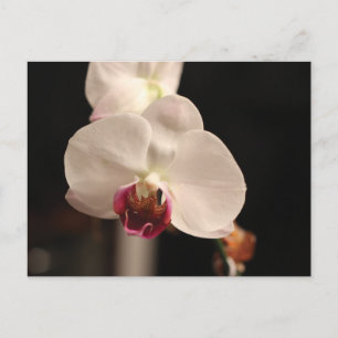 Carte Postale Photo de la fleur d'orchidée blanche et rose