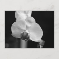 Photo de la Fleur d'orchidée noire et blanche