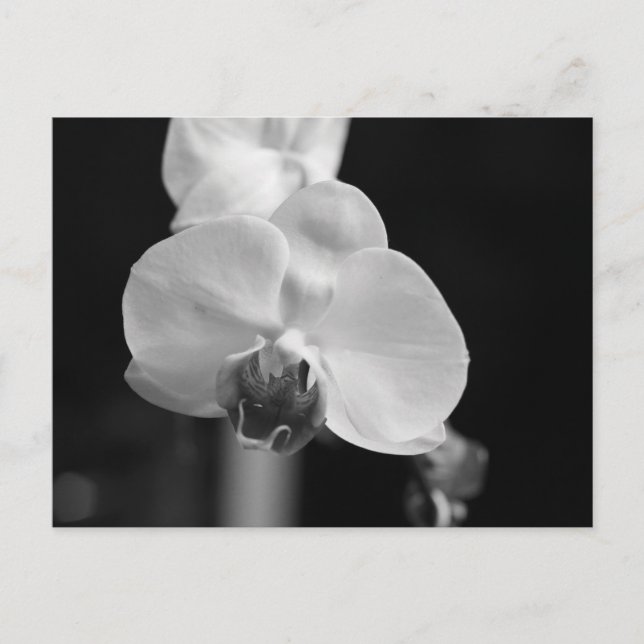Carte Postale Photo de la Fleur d'orchidée noire et blanche (Devant)