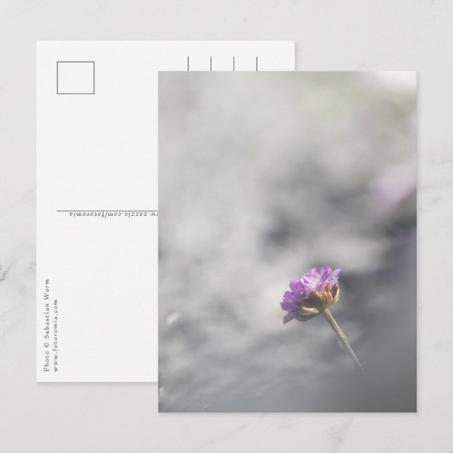 Carte Postale Photo de la nature à fleurs roses (Devant / Derrière)