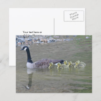 Carte Postale Photo de la nature avec une oie du Canada et ses b