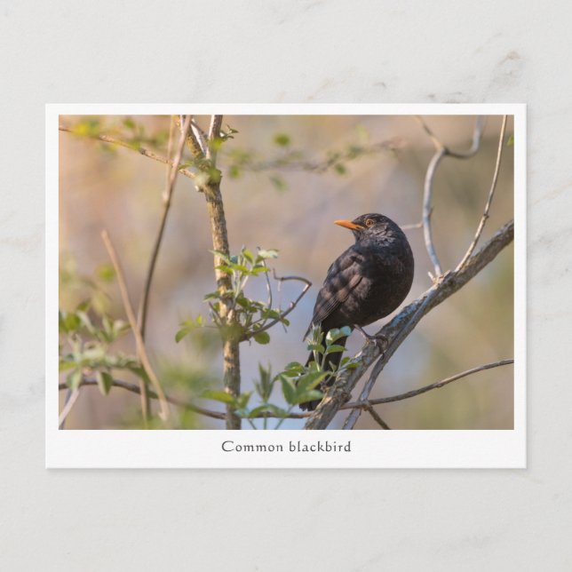 Carte Postale Photo de la nature de Blackbird (Devant)