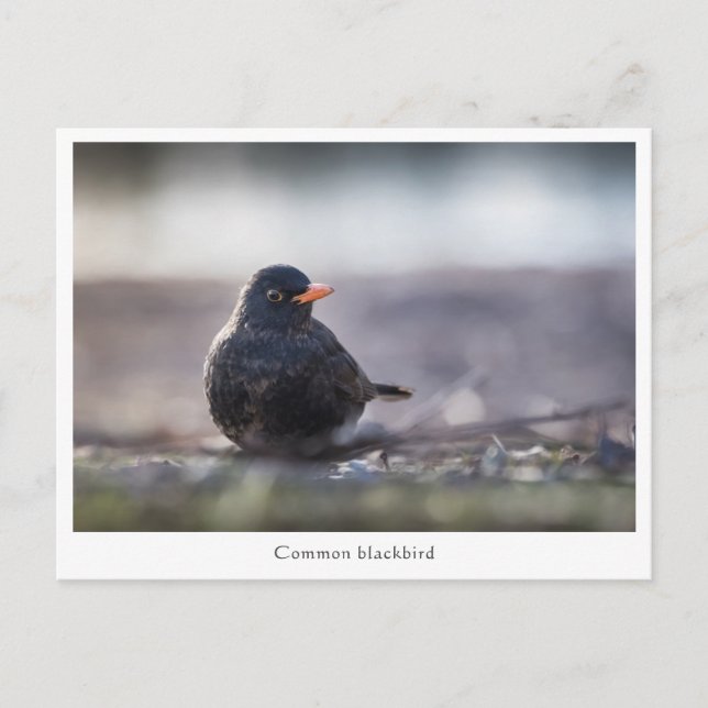 Carte Postale Photo de la nature de Blackbird (Devant)