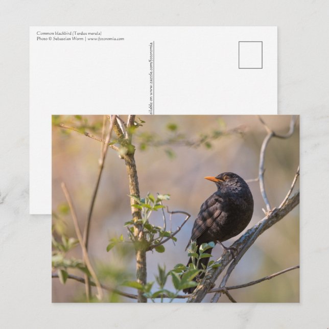 Carte Postale Photo de la nature de Blackbird (Devant / Derrière)
