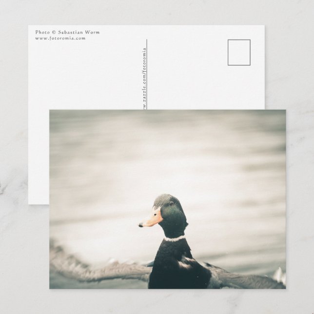 Carte Postale Photo de la nature de canard (Devant / Derrière)
