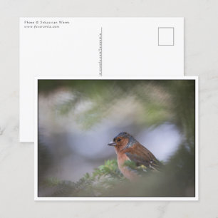 Carte Postale Photo de la nature de Chaffinch commun