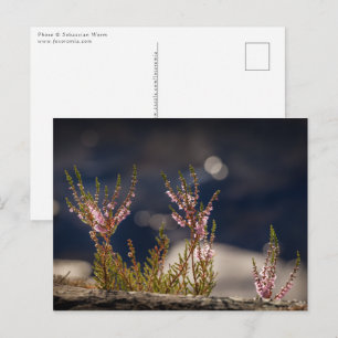 Carte Postale Photo de la nature de Heather
