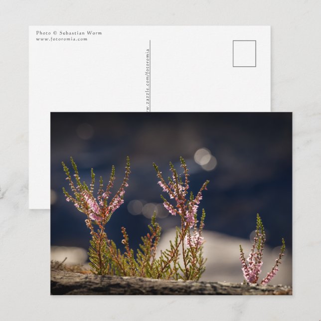 Carte Postale Photo de la nature de Heather (Devant / Derrière)