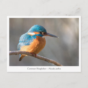 Carte Postale Photo de la nature de Kingfisher