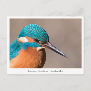 Carte Postale Photo de la nature de Kingfisher