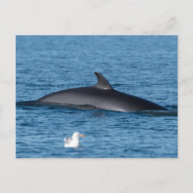 Carte postale photo de la nature de la baleine de  (Devant)