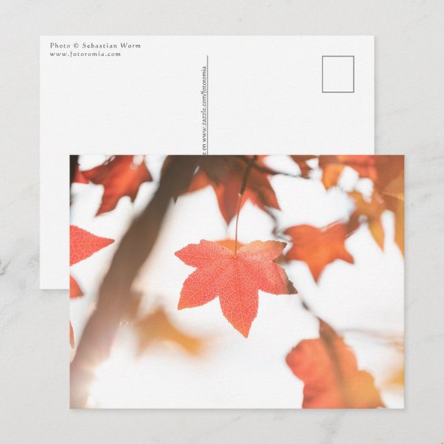 Carte Postale Photo de la nature de la feuille d'automne (Devant / Derrière)