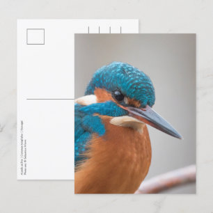 Carte Postale Photo de la nature de la pêche royale