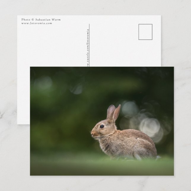 Carte Postale Photo de la nature de lapin (Devant / Derrière)