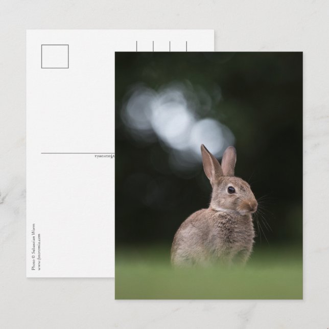 Carte Postale Photo de la nature de lapin (Devant / Derrière)