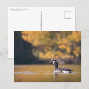 Carte Postale Photo de la nature de l'oie du Canada