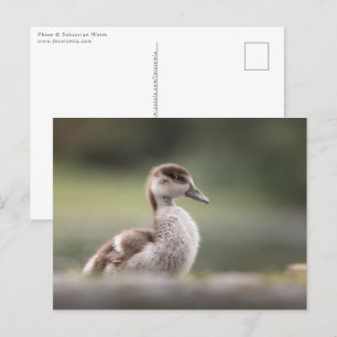 Carte Postale Photo de la nature de mignonne Goose Chick
