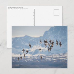 Carte Postale Photo de la nature de Sandpiper