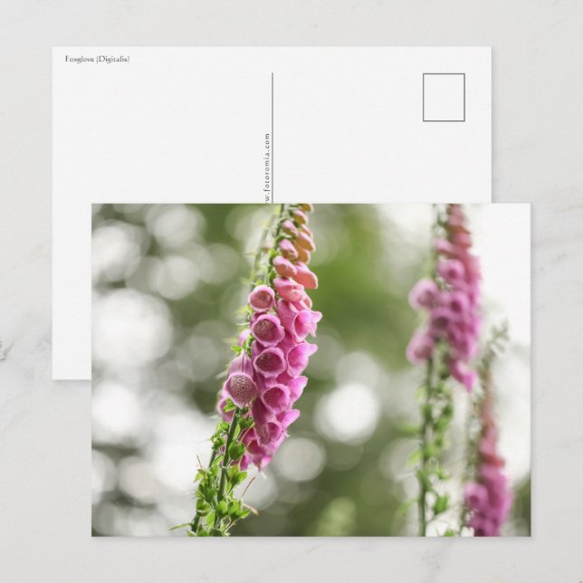 Carte Postale Photo de la nature des fleurs (Devant / Derrière)