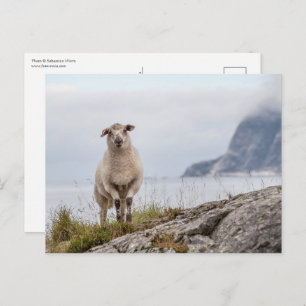 Carte Postale Photo de la nature des moutons