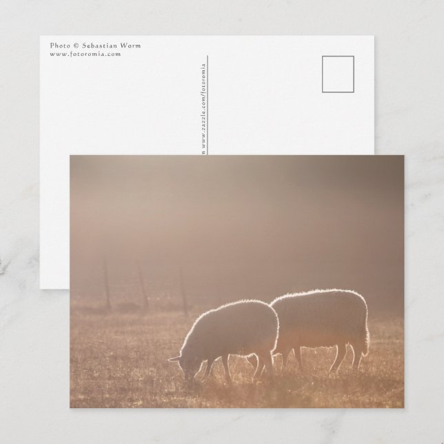 Carte Postale Photo de la nature des moutons (Devant / Derrière)