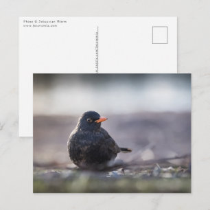 Carte Postale Photo de la nature des oiseaux noirs