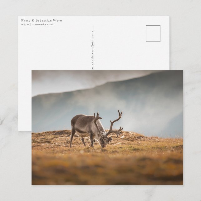 Carte Postale Photo de la nature des rennes (Devant / Derrière)