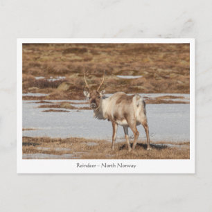Carte Postale Photo de la nature des rennes