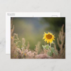 Carte Postale Photo de la nature des tourntournesols