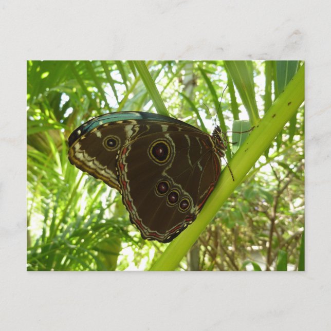 Carte Postale Photo de la nature du papillon bleu Morpho (Devant)
