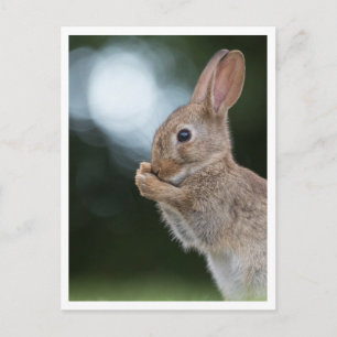 Carte Postale Photo de la nature d'un lapin nain