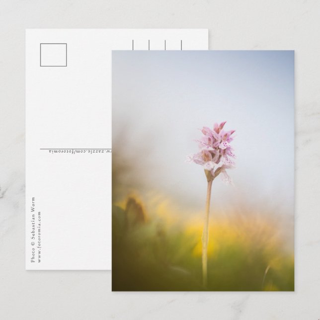 Carte Postale Photo de la nature orchidée (Devant / Derrière)