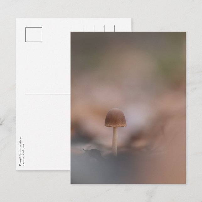 Carte postale photo de la nature Petit champignon (Devant / Derrière)