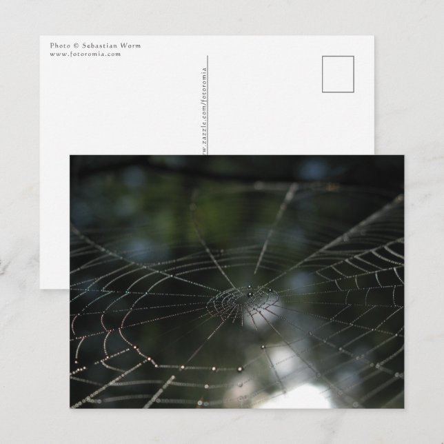 Carte Postale Photo de la nature Web de Spider (Devant / Derrière)