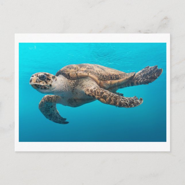 Carte postale Photo de la tortue de mer (Devant)
