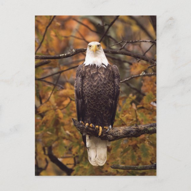 Carte postale photo de l'aigle d'automne (Devant)